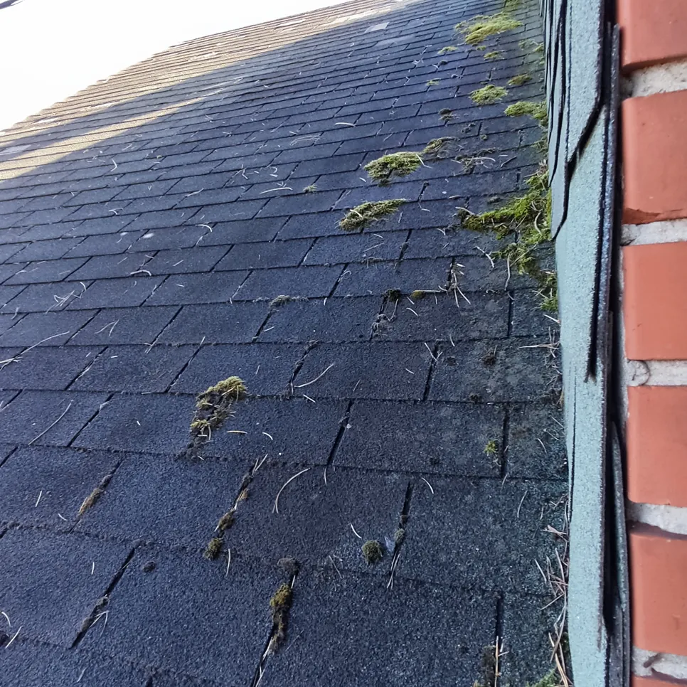 Moss and debris accumulating on dark roof shingles near a brick wall edge.