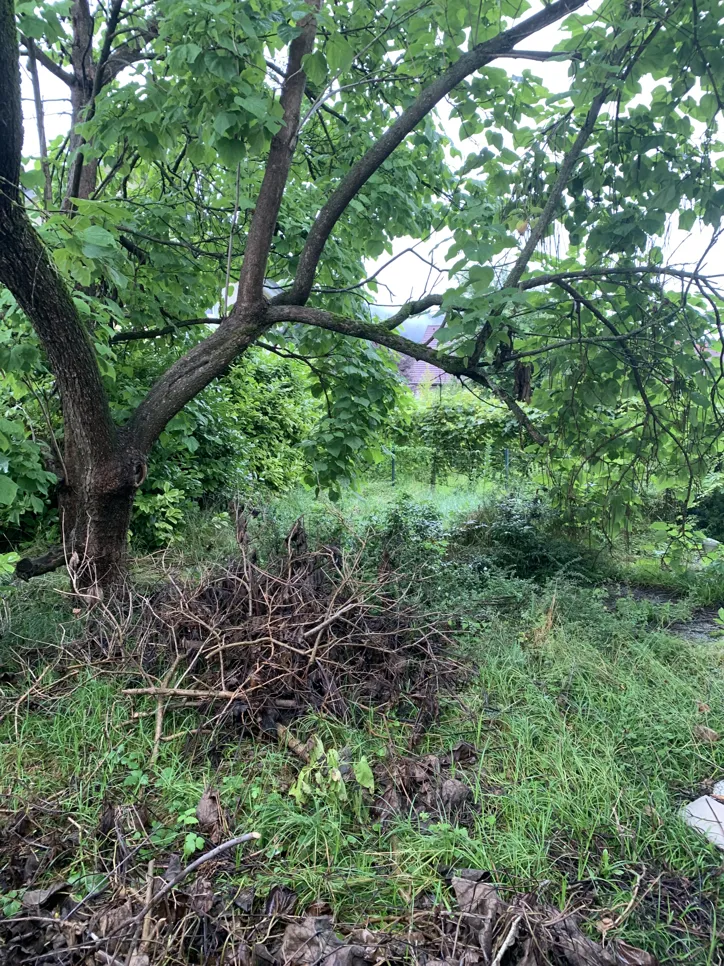 Zapušteni vrt u dvorištu ispunjen bujnim drvećem i hrpom suhog granja na tlu.