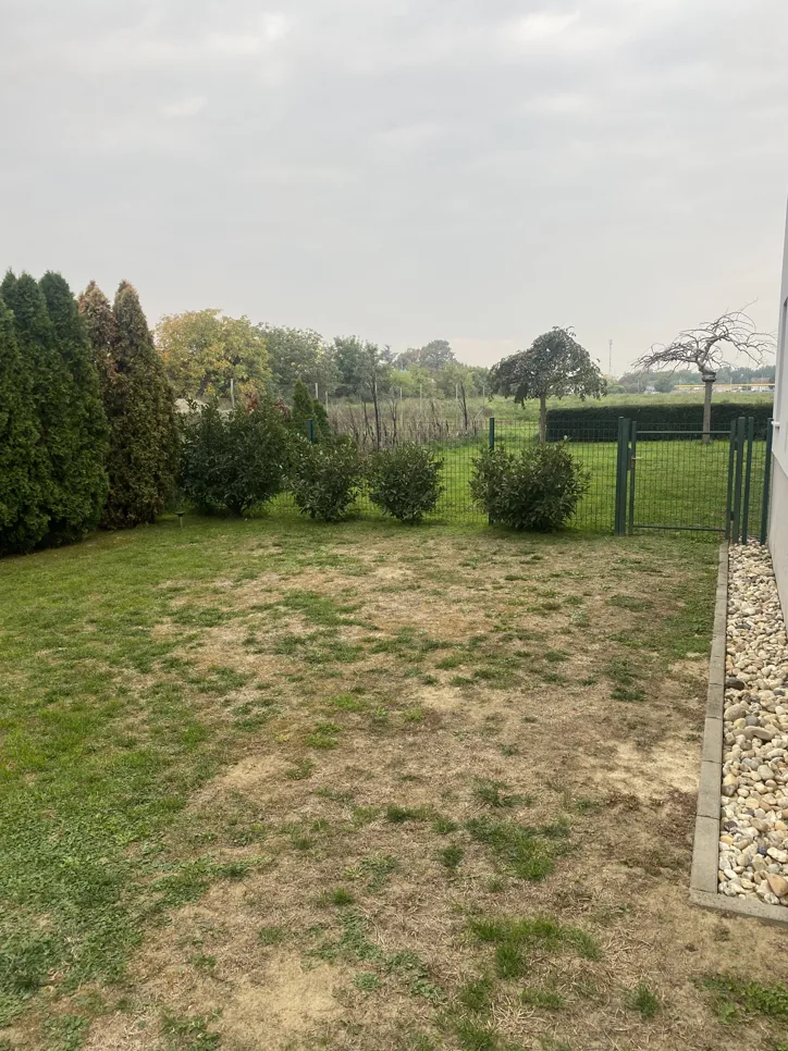 A backyard with uneven patches of dry, brown grass surrounded by green bushes and trees, indicating lawn issues.