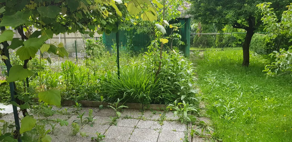 Zap neglected backyard garden with dense greenery and unkempt grass surrounding a paved area.