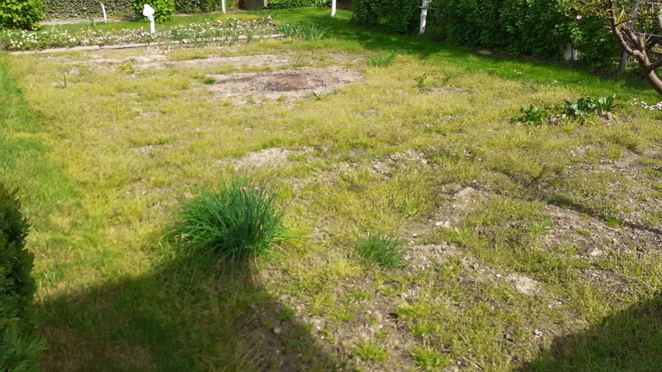Uneven lawn with sparse patches of grass, surrounded by dense green hedges. Some areas appear dry and bare.