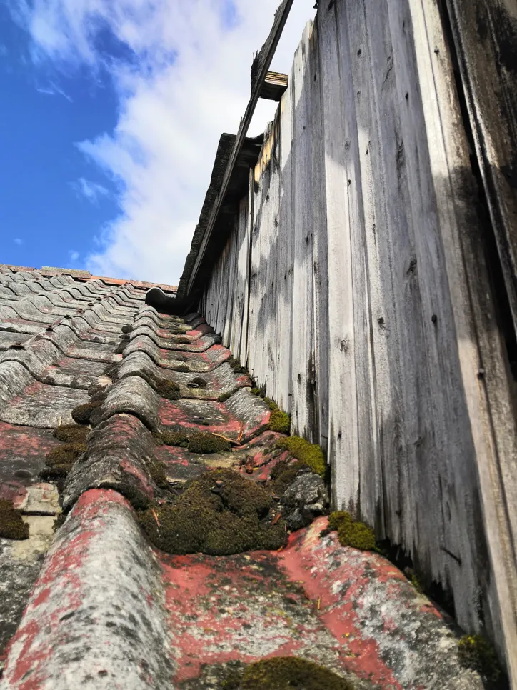 Moss accumulation on an aging roof with worn tiles and wood paneling visible under a clear sky.