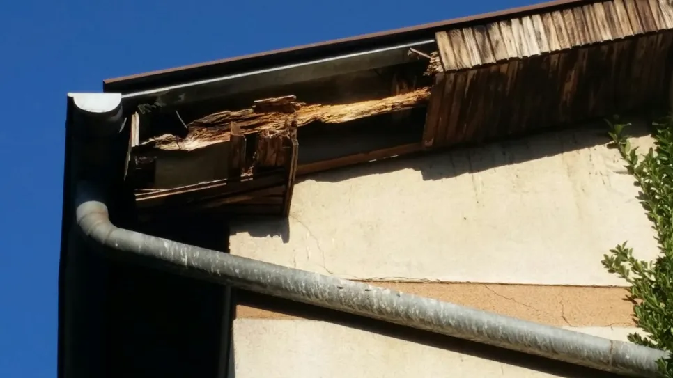 Truli drvo na stropnom rubnom dijelu uzrokuje strukturnu štetu blizu metalne žlijebice pod vedrim nebom.